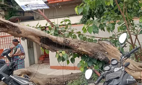 மரத்தை அகற்ற வேண்டும் மரத்தை அகற்ற வேண்டும்