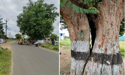 ஆபத்தான புளியமரம்