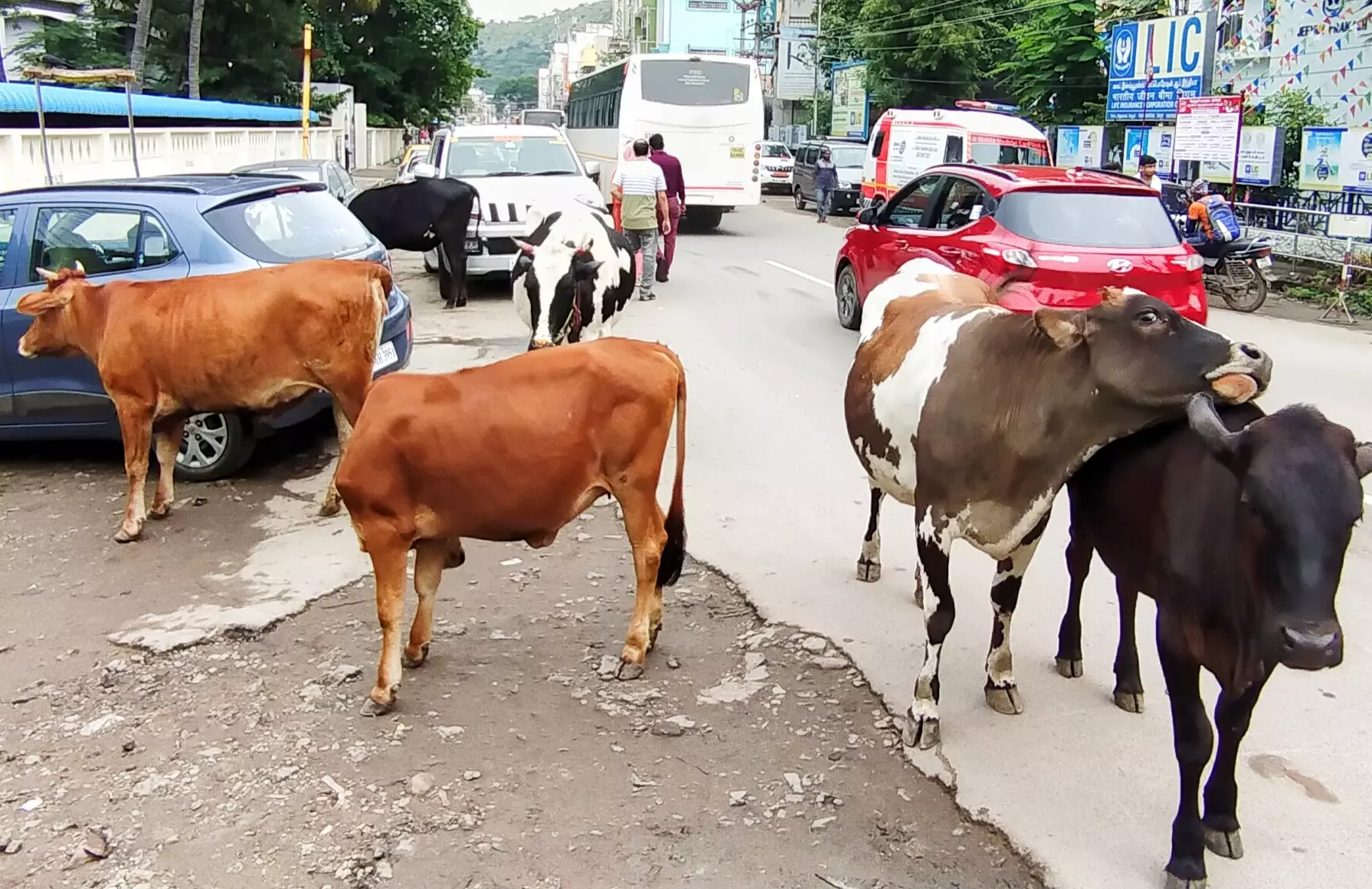 மாடுகள் தொல்லை