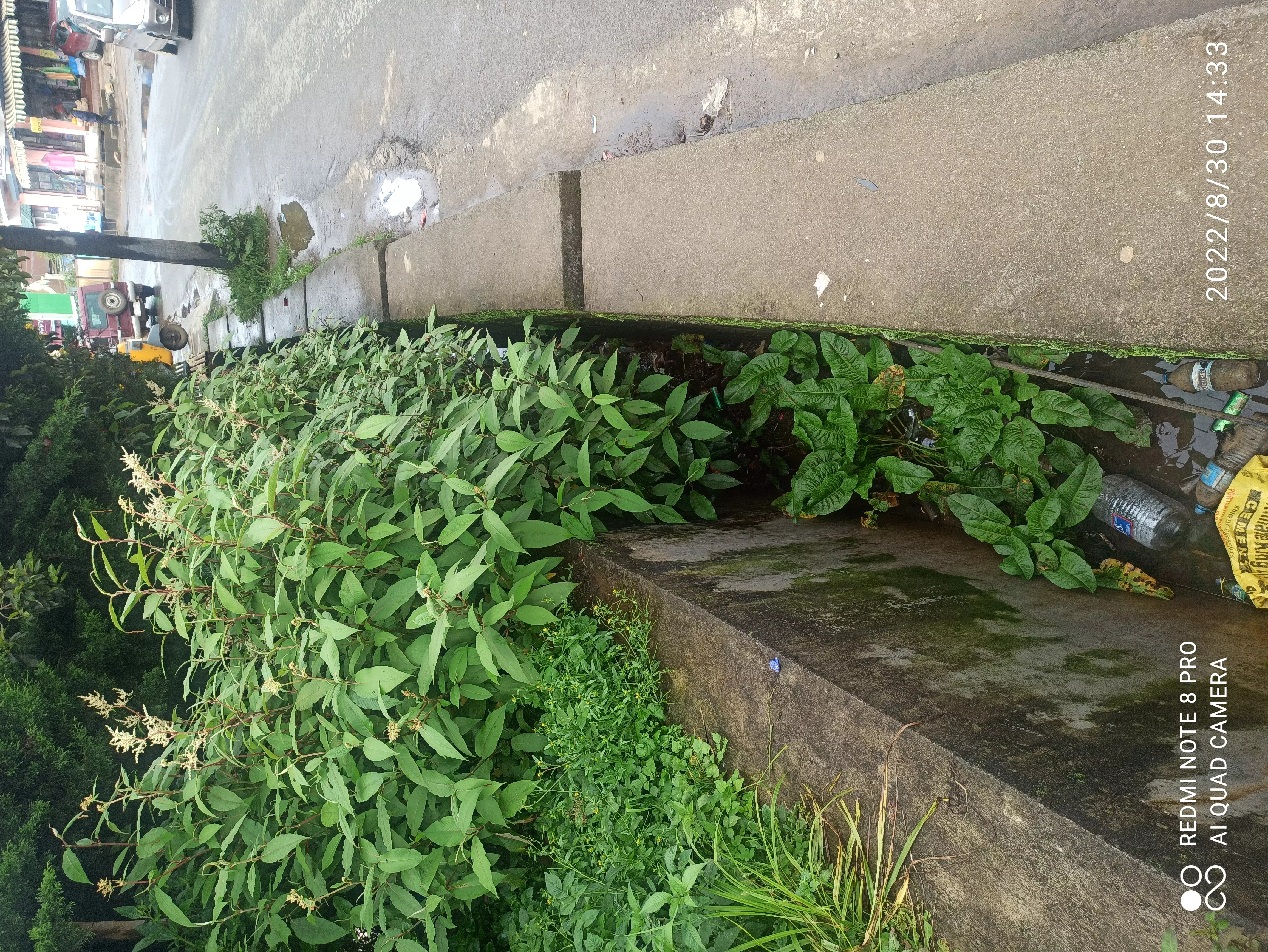 புதர் மண்டி கிடக்கும் கால்வாய் புதர் மண்டி கிடக்கும் கால்வாய்