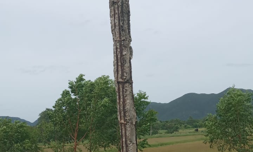 எலும்பு கூடான மின்கம்பம்