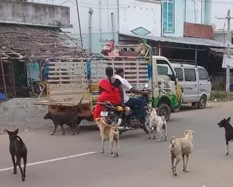 நாய்கள் தொல்லை