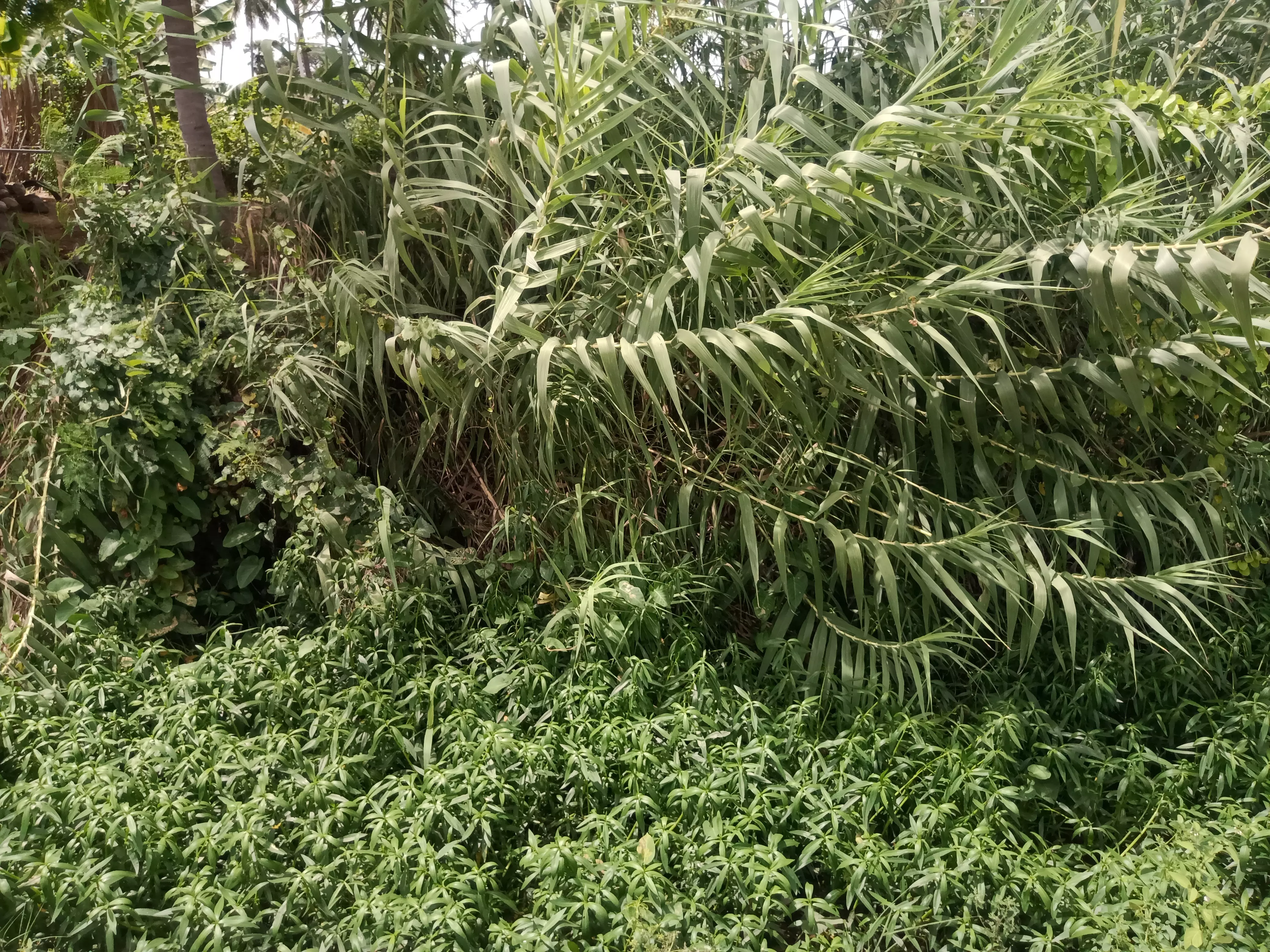 தூர்வாரப்படாத உபரிநீர் கால்வாய்