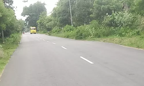 புதர்போல் காட்சி அளிக்கும் சாலை புதர்போல் காட்சி அளிக்கும் சாலை