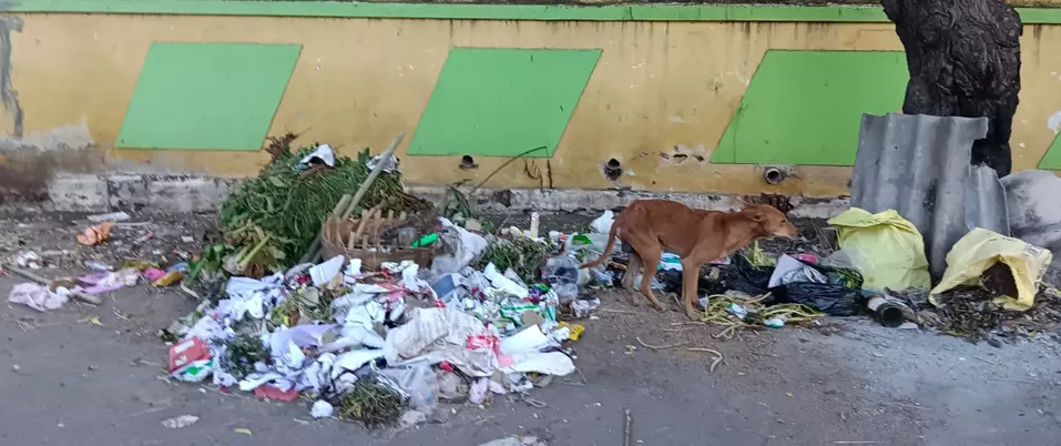 சுகாதார சீா்கேடு சுகாதார சீா்கேடு