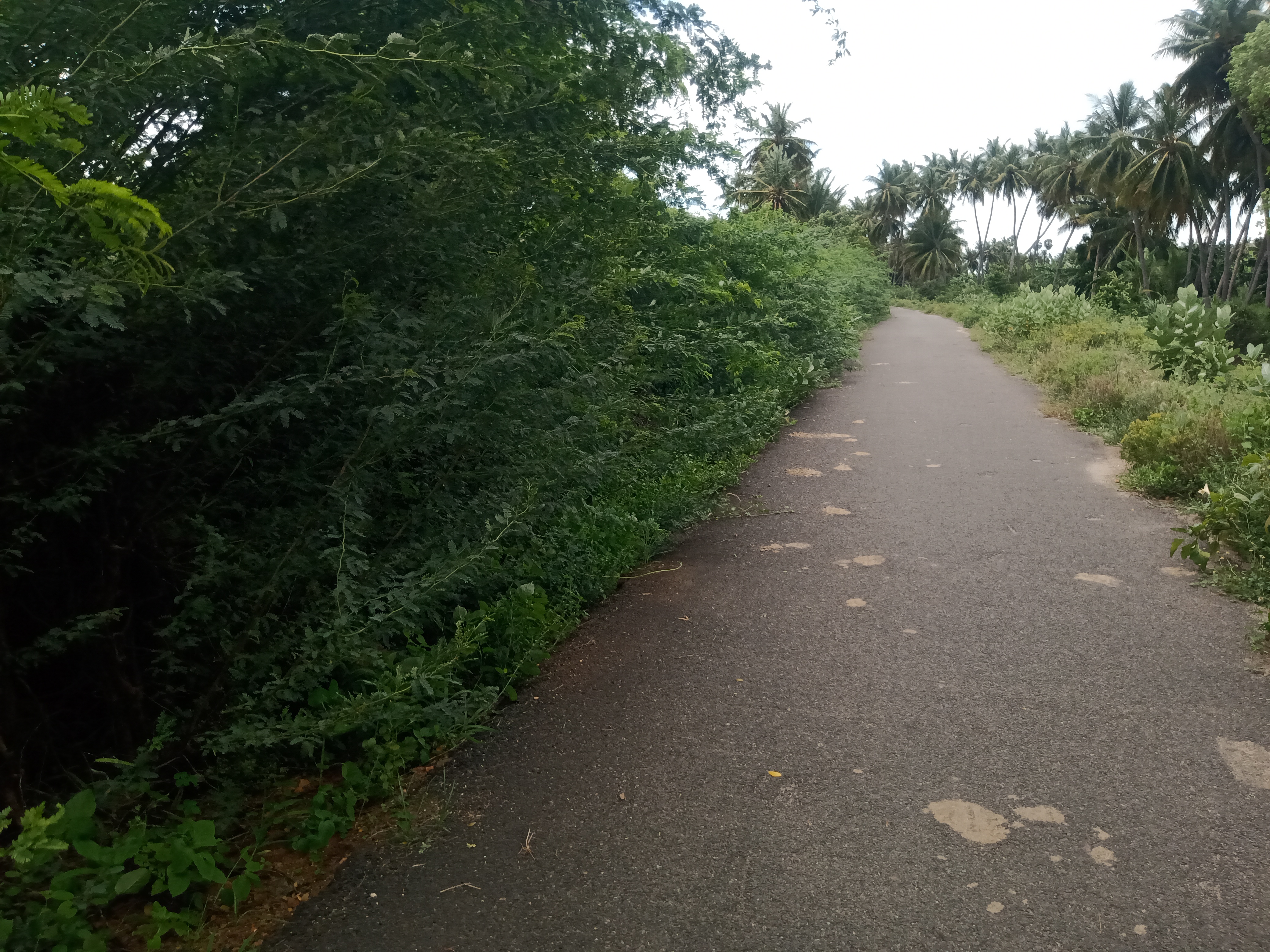 சீமைக்கருவேல மரங்களை அகற்ற வேண்டும்