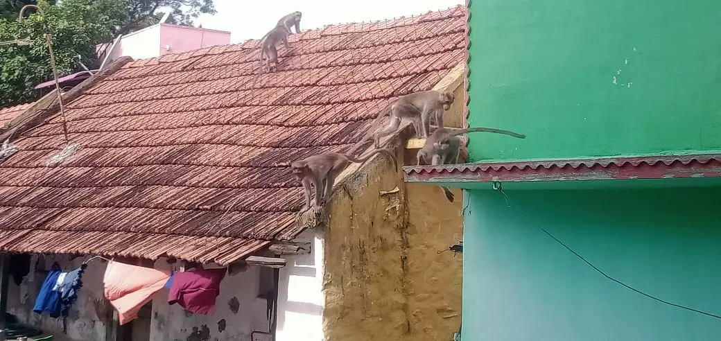 குரங்குகள் தொல்லை