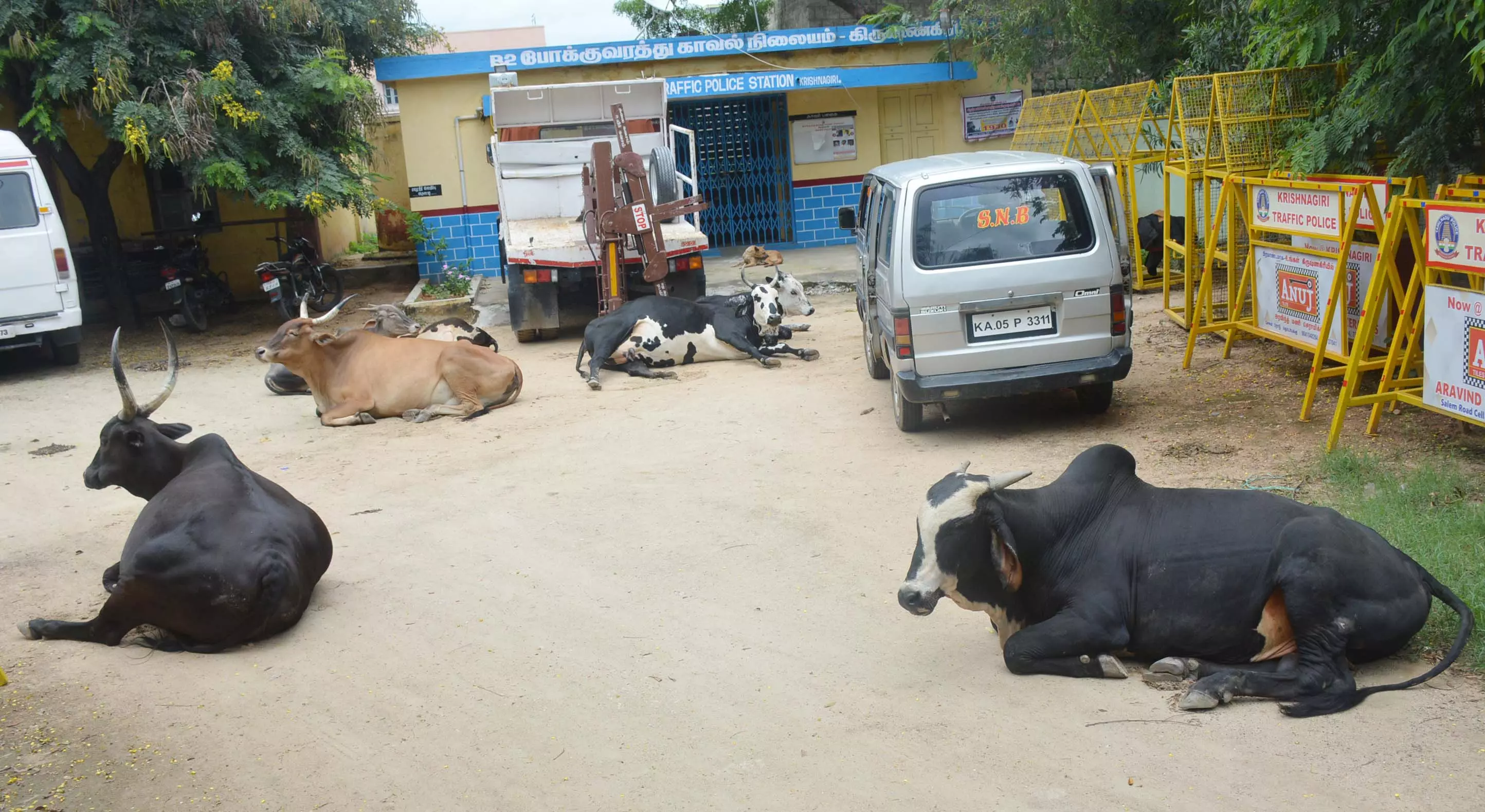 மாடுகளால் அச்சம்