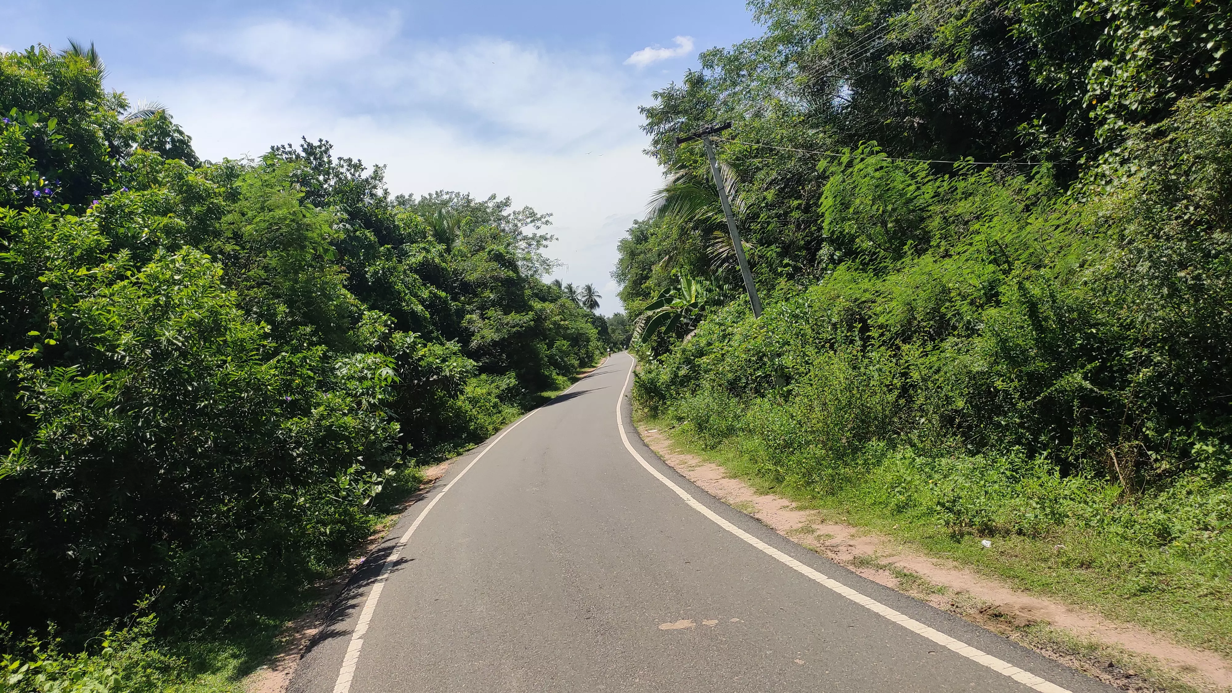 குறுகலான சாலையில் முளைத்துள்ள முட்செடிகள் குறுகலான சாலையில் முளைத்துள்ள முட்செடிகள்