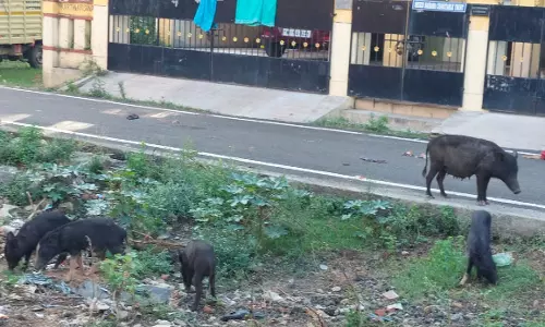 பன்றிகளால் தொல்லை