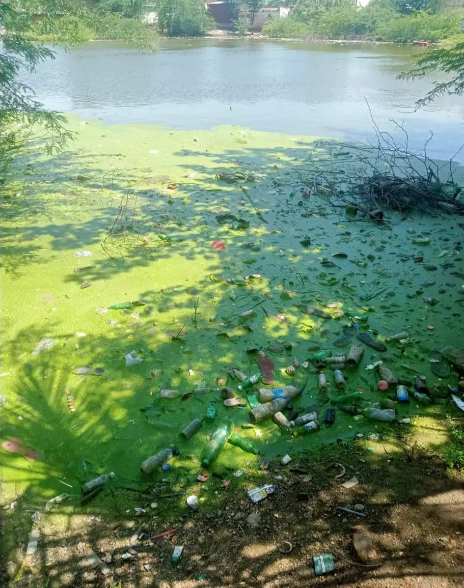 குளத்தில் மிதக்கும் குப்பைகள்