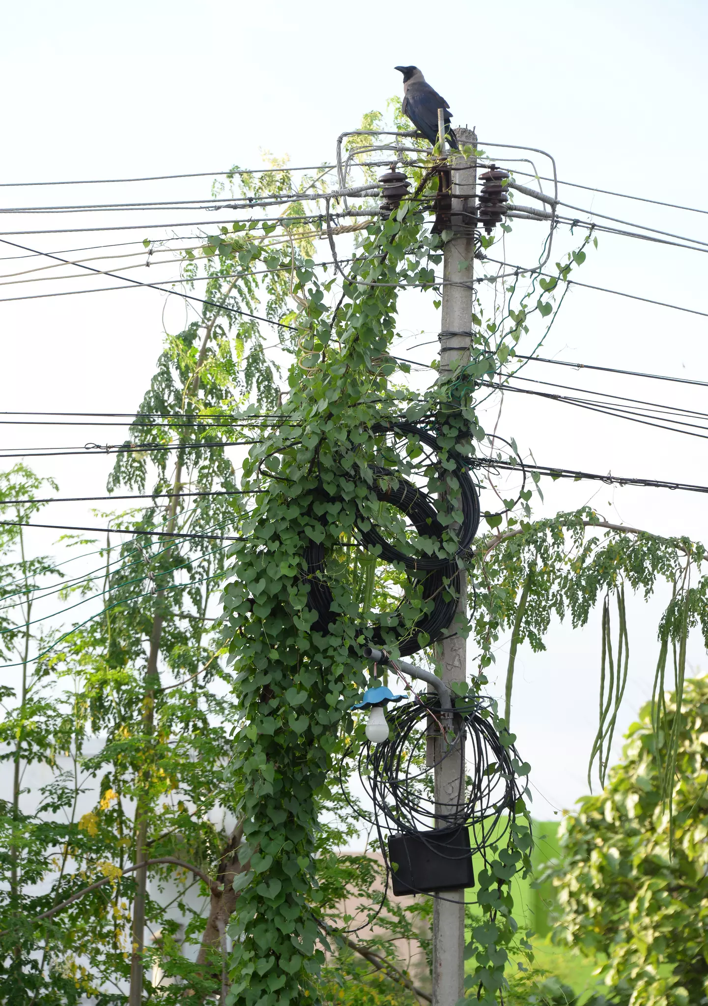 கொடிகள் படர்ந்த மின்கம்பம் கொடிகள் படர்ந்த மின்கம்பம்