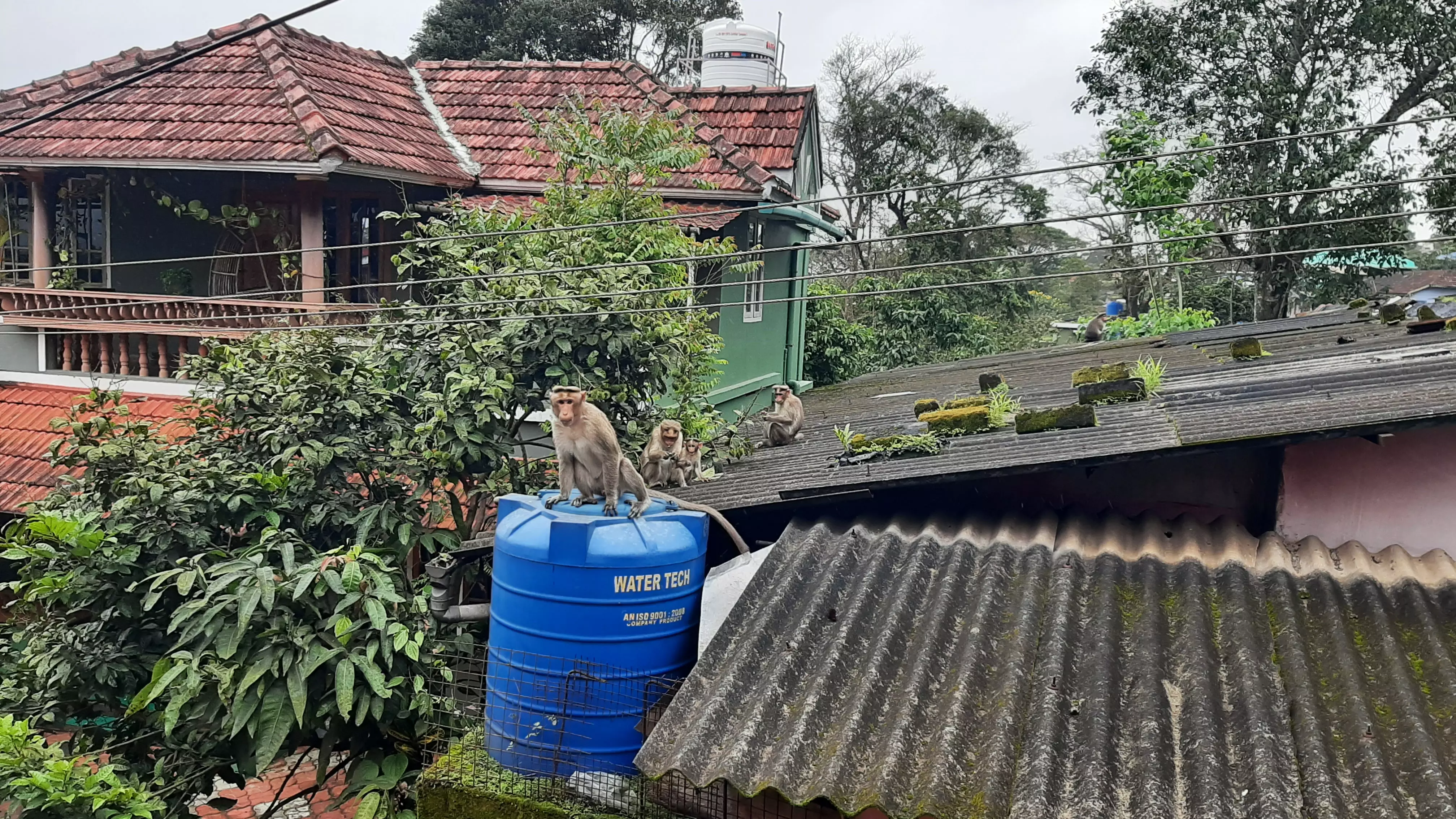 குரங்குகளை கூண்டு வைத்து பிடிக்க வேண்டும்