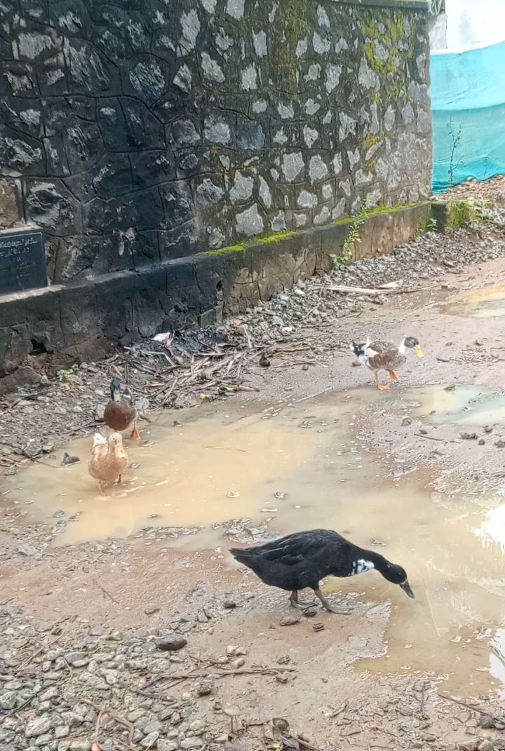 சாலையின் அவலம்