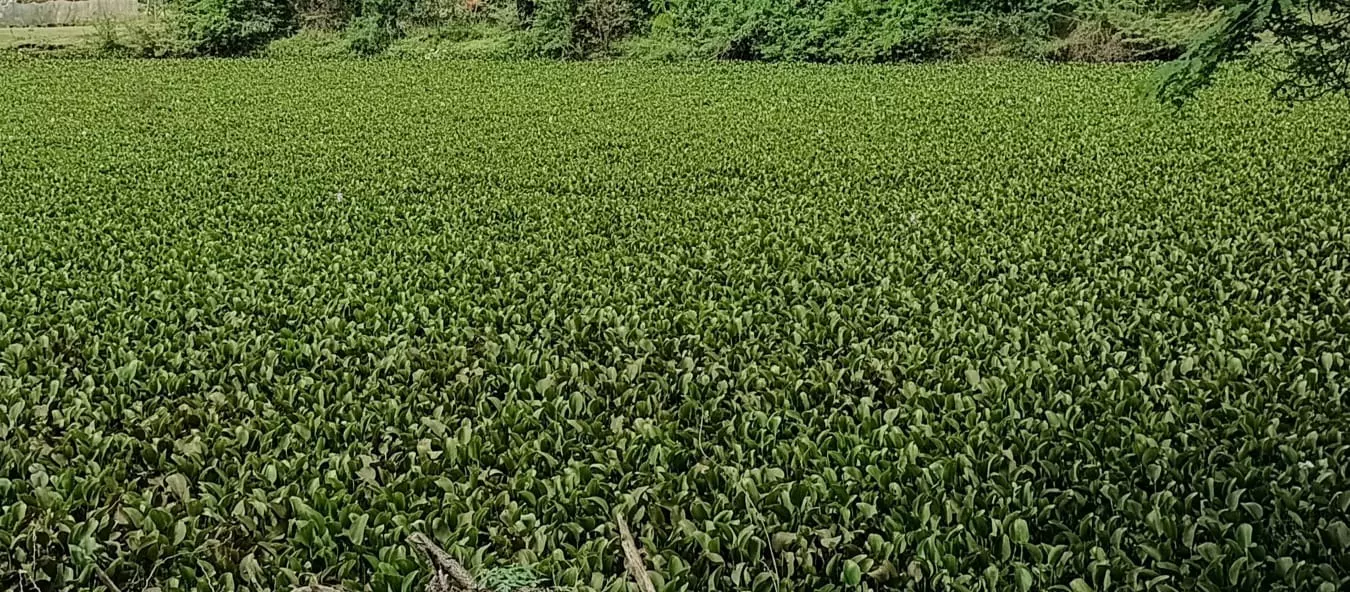 ஆகாயத்தாமரைகள் அகற்றப்படுமா?