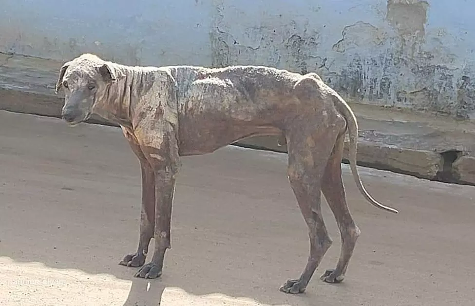 தெரு நாய்களால் பொதுமக்கள் அச்சம் தெரு நாய்களால் பொதுமக்கள் அச்சம்