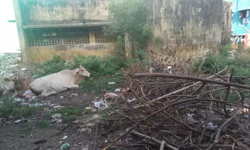 குவியும் குப்பைகள் குவியும் குப்பைகள்