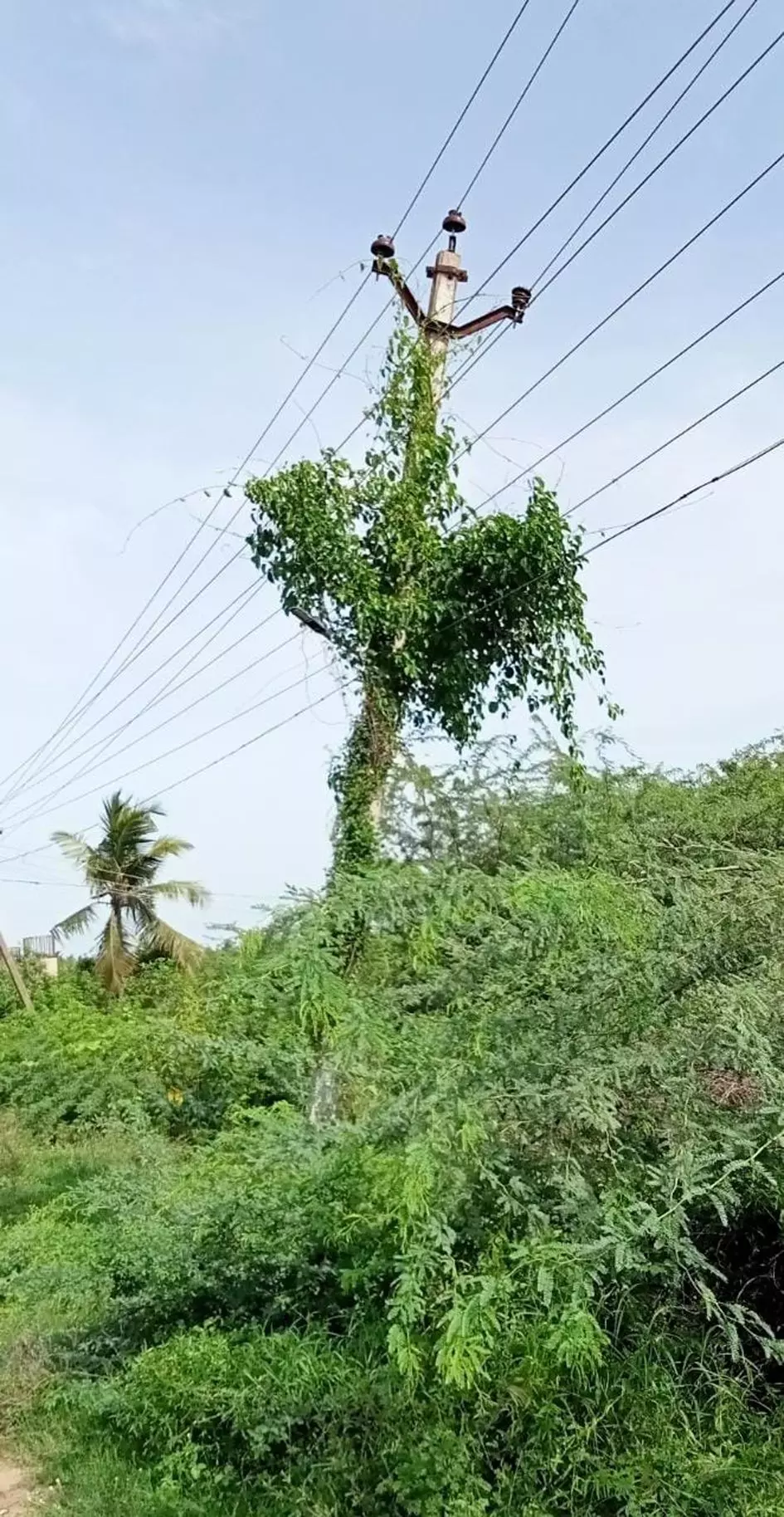 பச்சை மரமான மின் கம்பம்