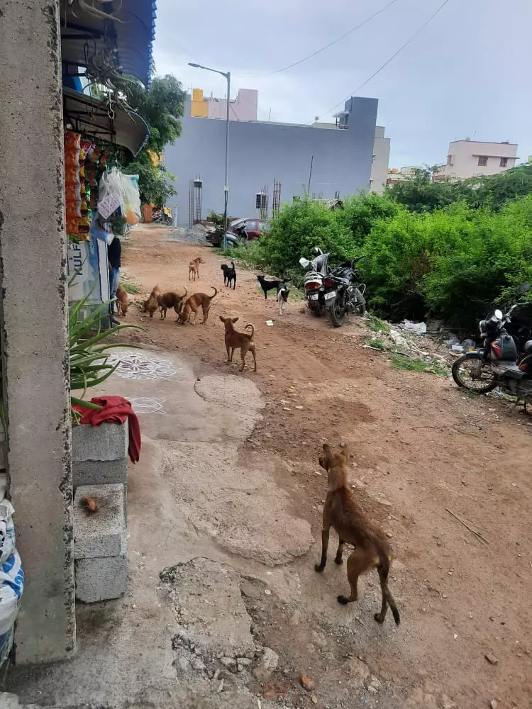 நாய்கள் தொல்லை