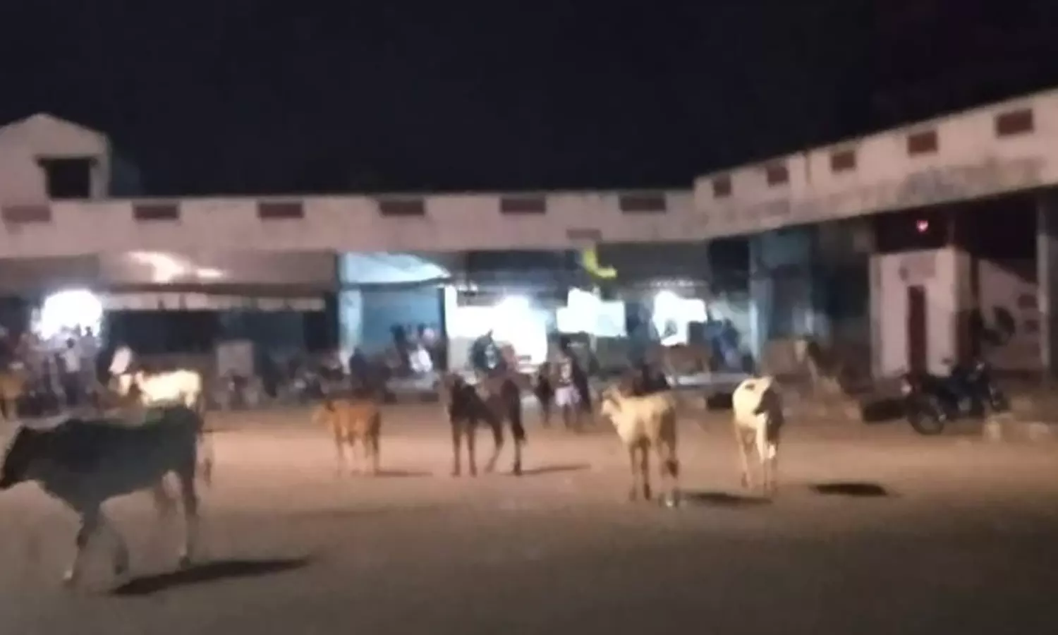 மாடுகள் தொல்லை மாடுகள் தொல்லை