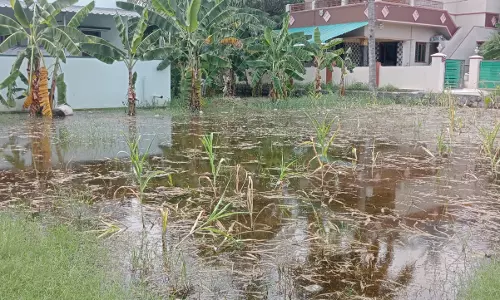 மழைநீரால் பயிர்கள் நாசம்