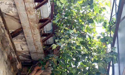 ரெயில்வே பாலத்தில் செடி