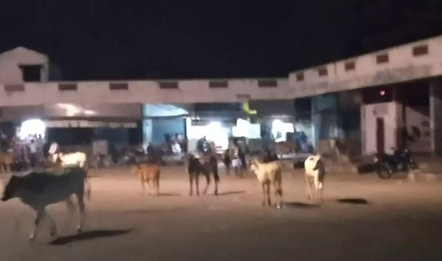 மாடுகள் தொல்லை மாடுகள் தொல்லை