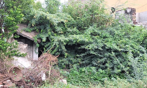 மரம், புதர்களால் மறைக்கப்பட்ட கட்டிடம் மரம், புதர்களால் மறைக்கப்பட்ட கட்டிடம்