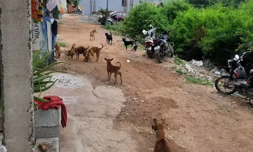 நாய்கள் தொல்லை