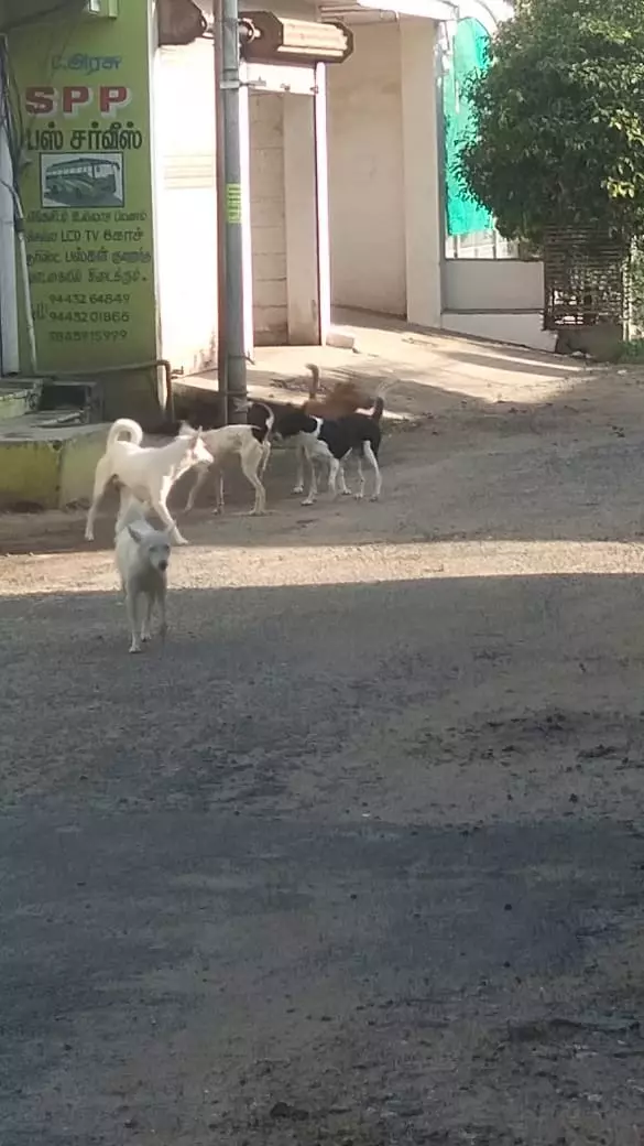 தெருநாய்கள் தொல்லை