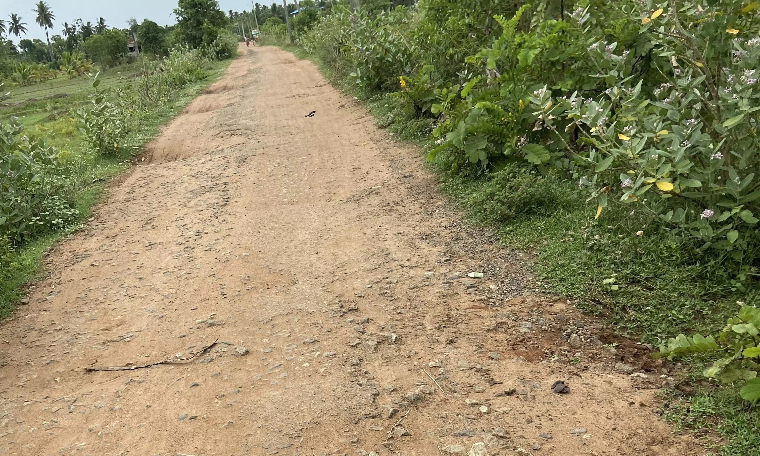 தார் சாலை அமைக்கவேண்டும் தார் சாலை அமைக்கவேண்டும்