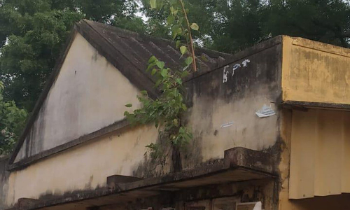 ஆஸ்பத்திரி கட்டிடத்தில் வளரும் அரசமரம் ஆஸ்பத்திரி கட்டிடத்தில் வளரும் அரசமரம்