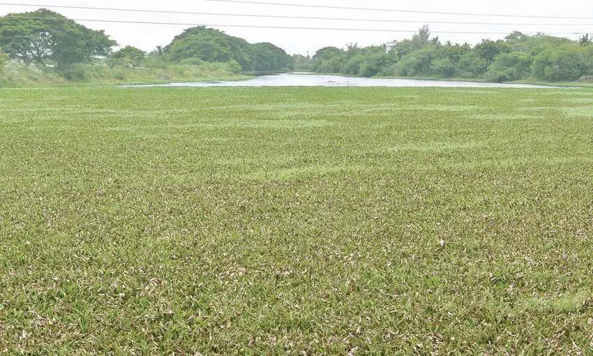 குளத்தை ஆக்கிரமித்த ஆகாய தாமரை