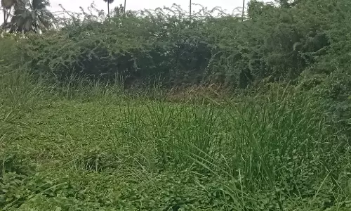 குளத்தை ஆக்கிரமித்த செடி-கொடிகள்