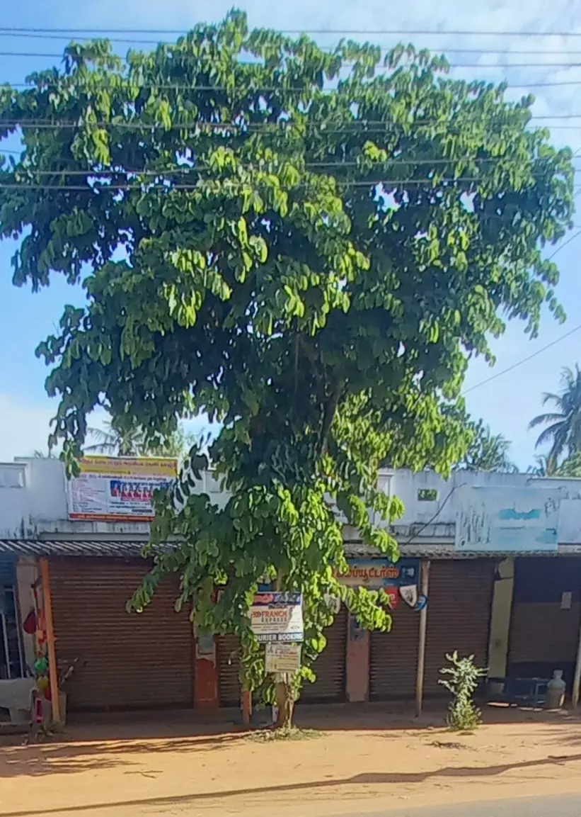 மரக்கன்றுகளையும் விட்டு வைக்காத விளம்பர பதாகைகள் மரக்கன்றுகளையும் விட்டு வைக்காத விளம்பர பதாகைகள்