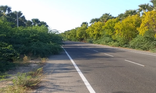 வாகன ஓட்டிகளை பதம் பார்க்கும் முட்செடிகள்