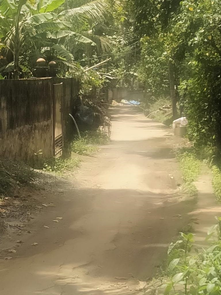 பாசி படர்ந்த சாலை