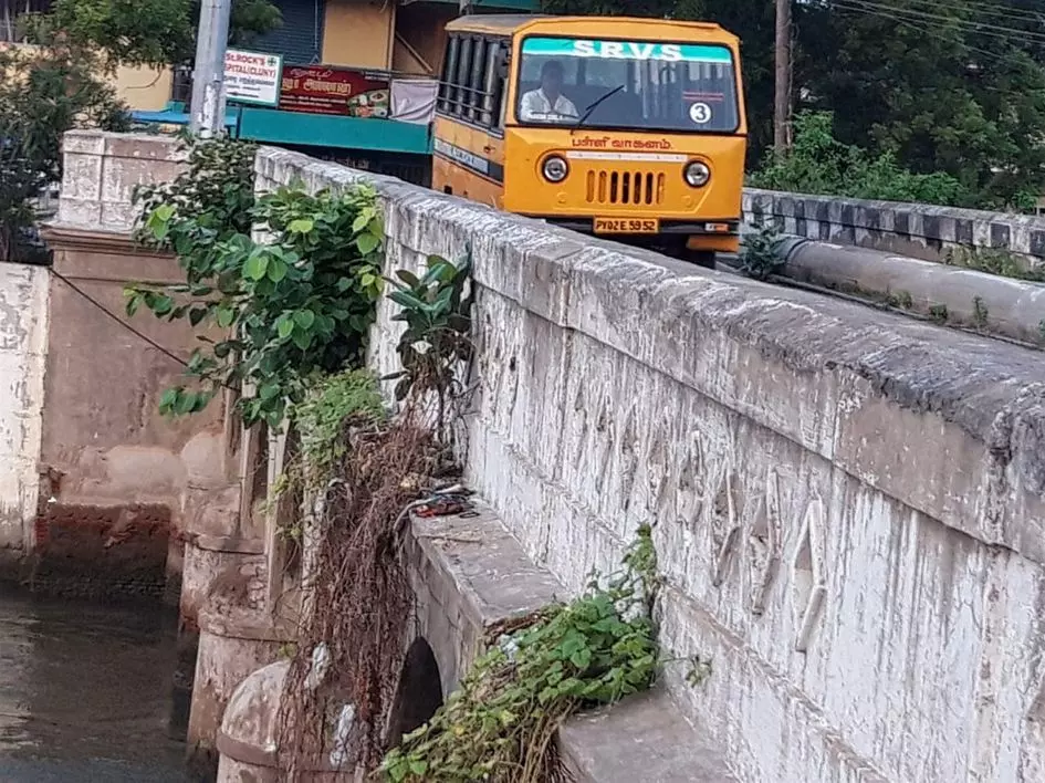 செடிகளால் ஆபத்து செடிகளால் ஆபத்து