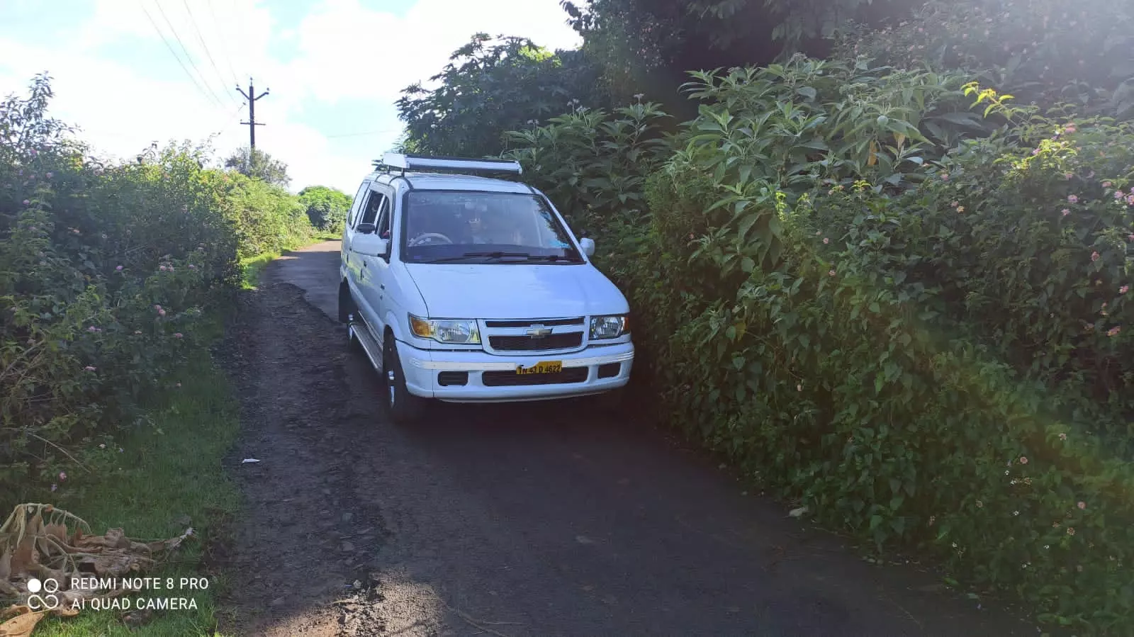 புதர் செடிகள் அகற்றப்படுமா?