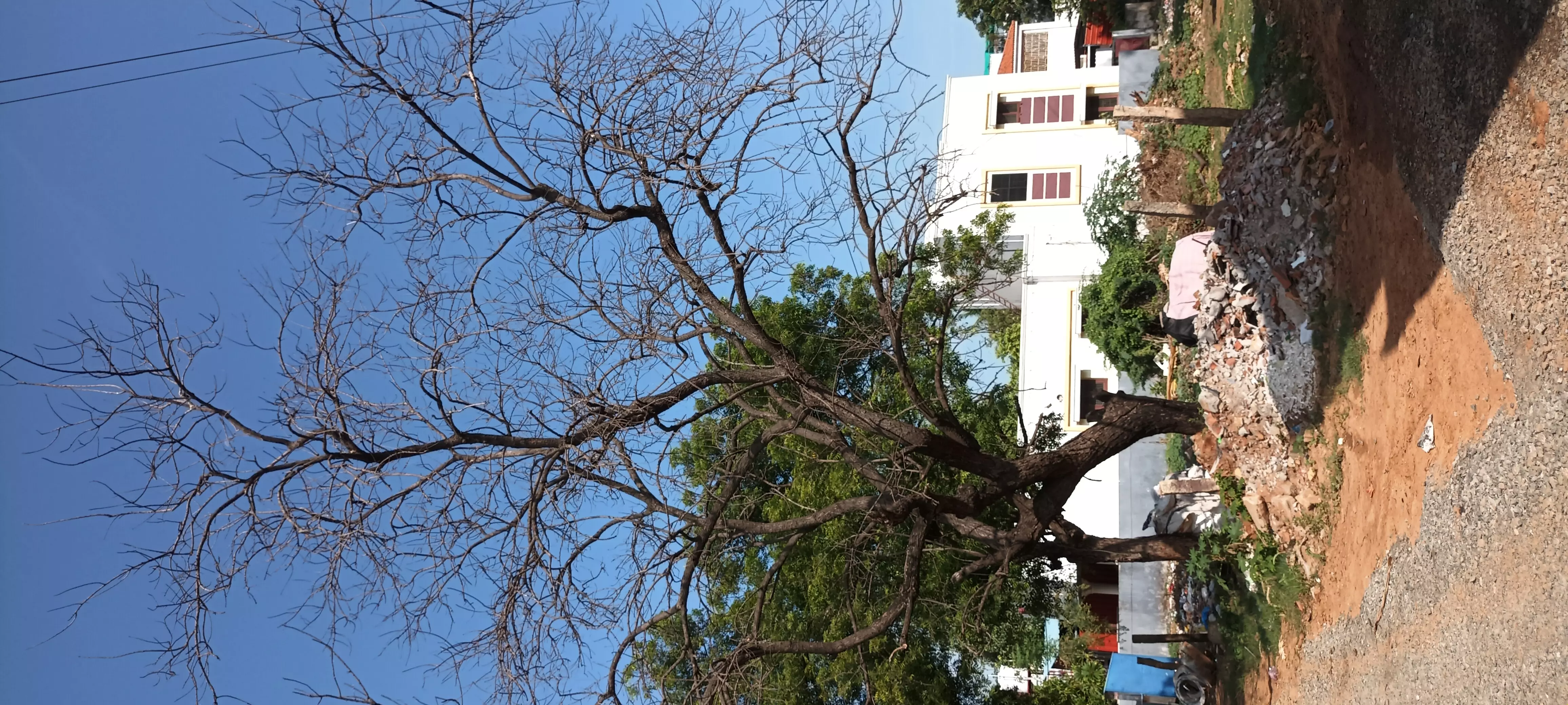 பட்டுப்போன வேப்பமரம் பட்டுப்போன வேப்பமரம்