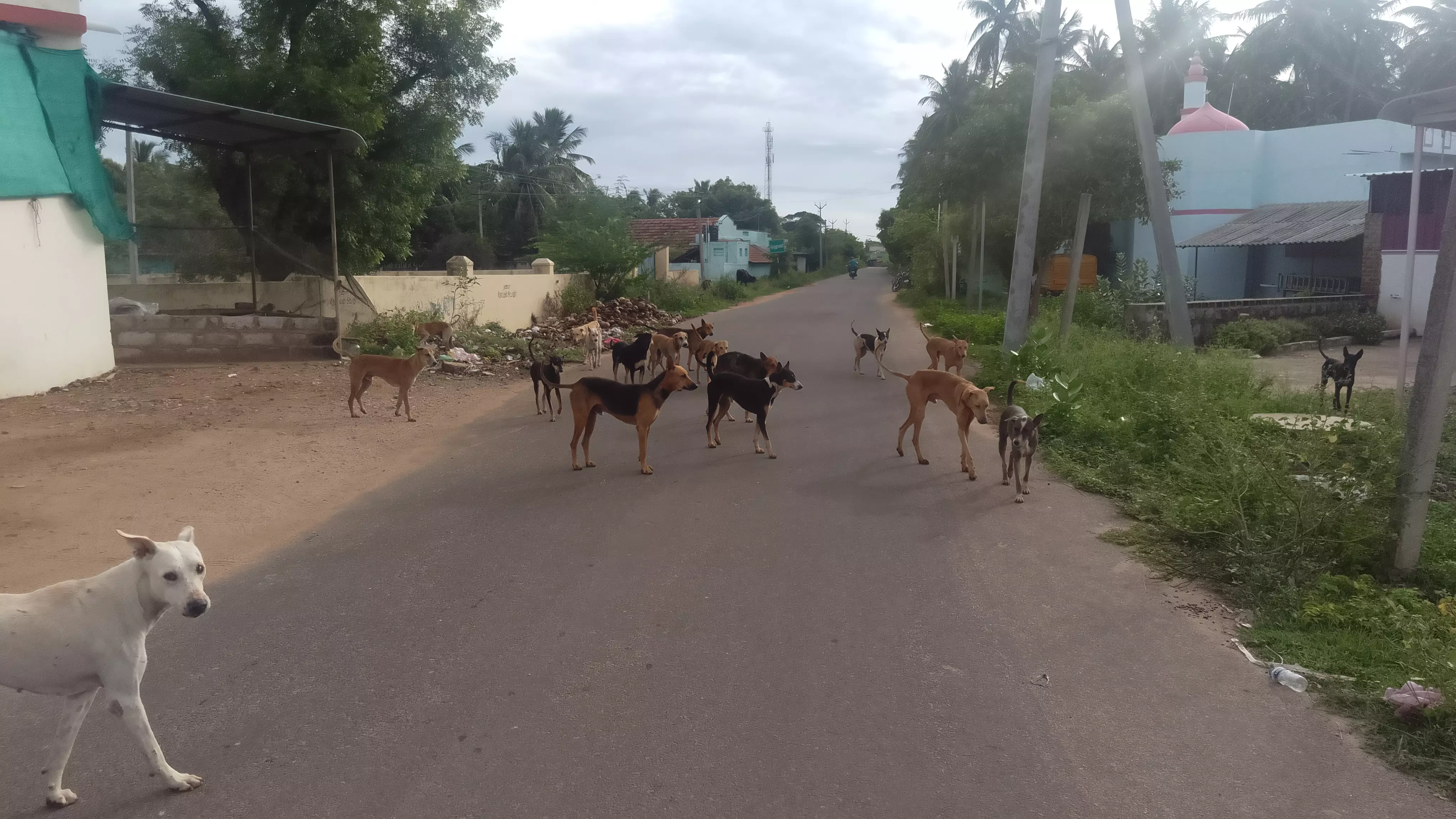 தெருநாய்களால் தொடரும் விபத்துகள்