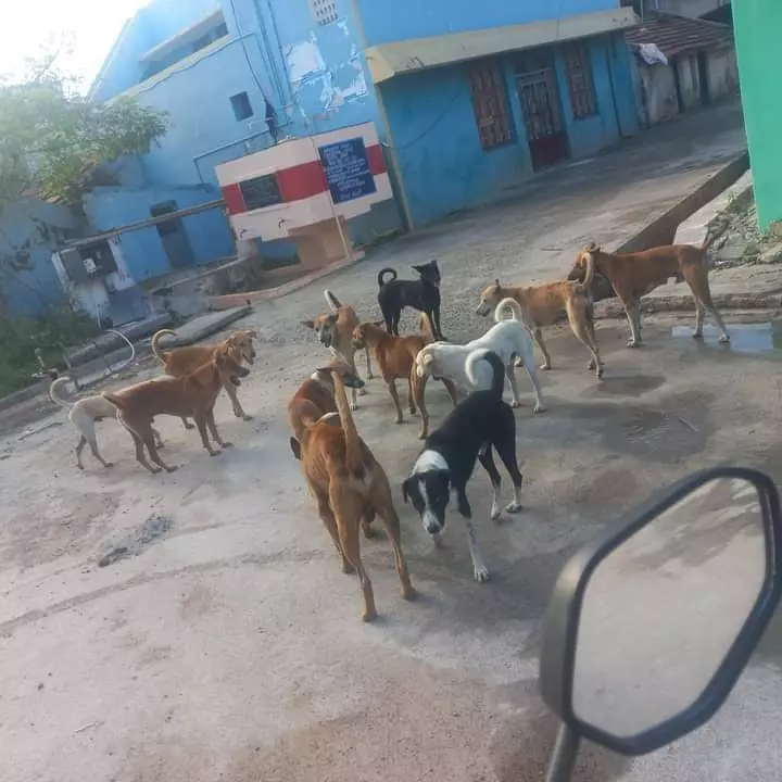 நாய்கள் தொல்லை