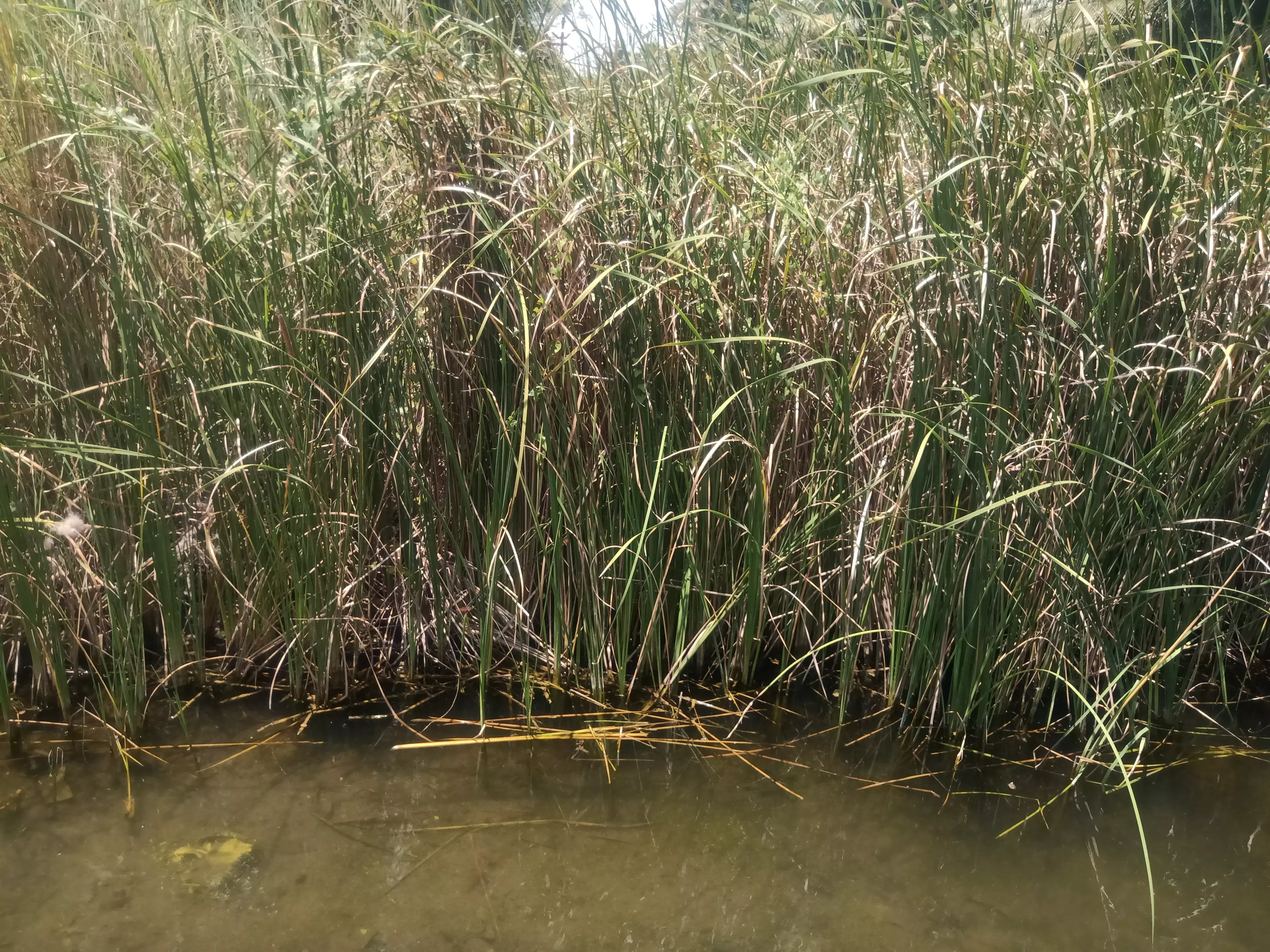 வெள்ளநீர் ஊருக்குள் புகாமல் தடுக்க கோரிக்கை வெள்ளநீர் ஊருக்குள் புகாமல் தடுக்க கோரிக்கை