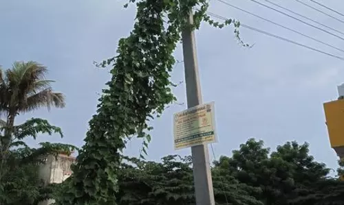 கொடி படர்ந்த மின்கம்பம்