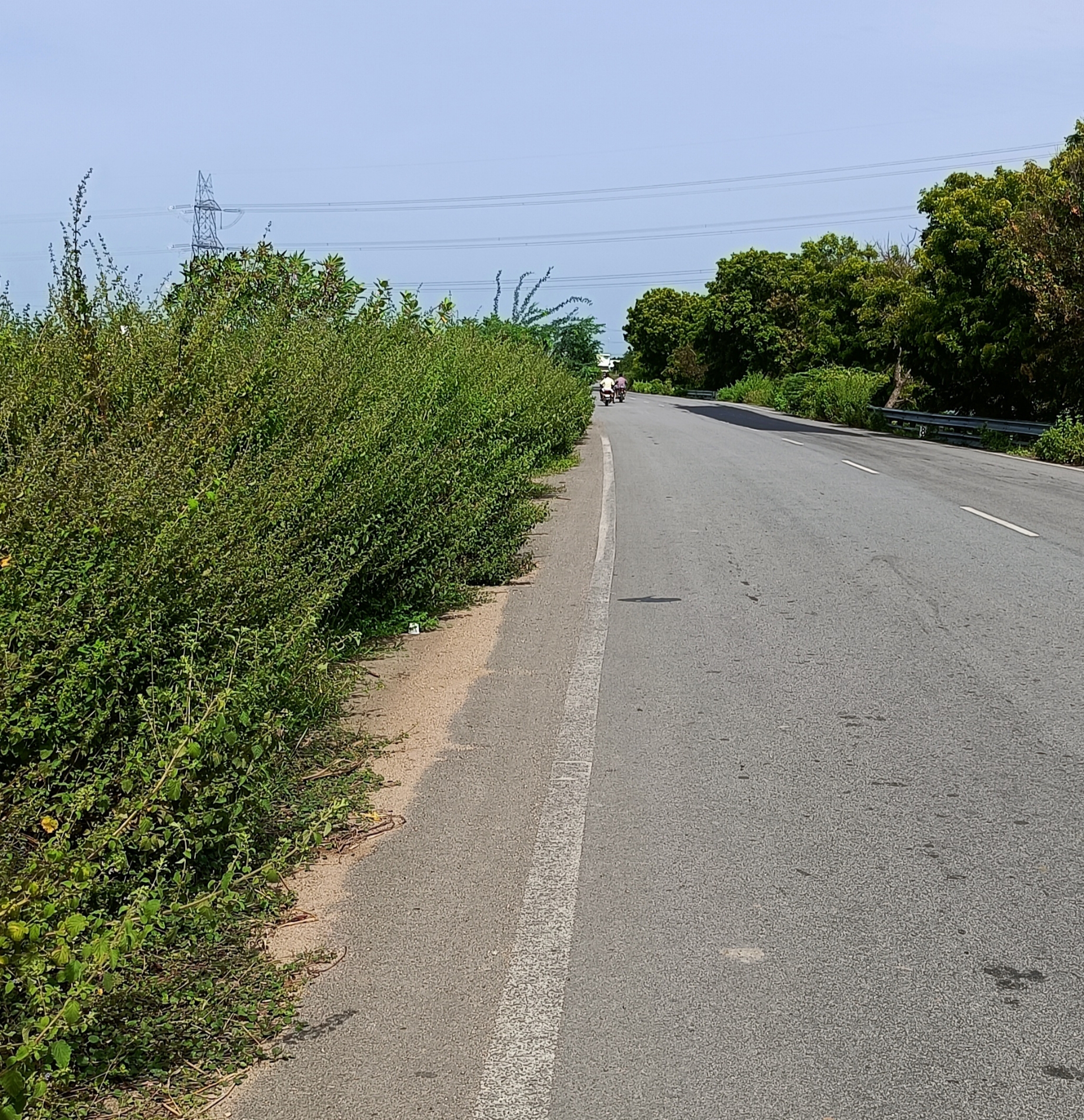 சாலை வரை வளர்ந்துள்ள செடிகள், முட்புதர்கள்