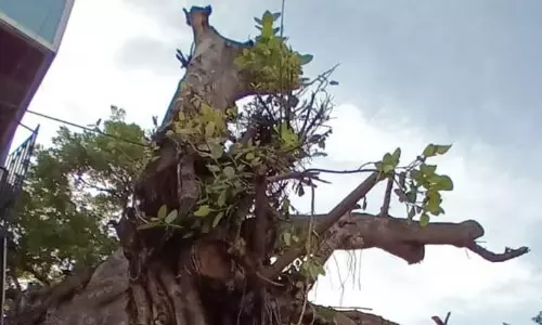 அனுமதியின்றி வெட்டப்பட்ட மரம்