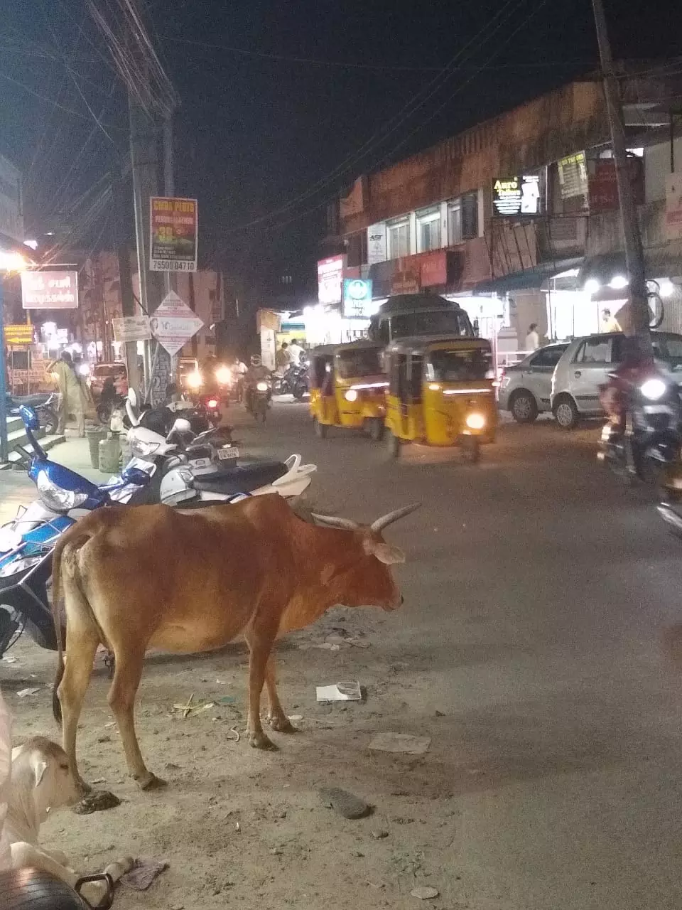 சாலையை ஆக்கிரமிக்கும் கால்நடைகள்