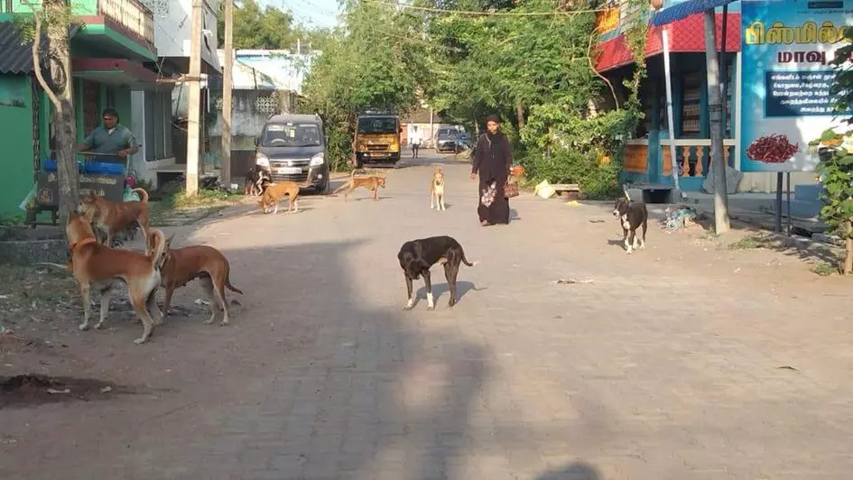 நாய்கள் தொல்லை நாய்கள் தொல்லை