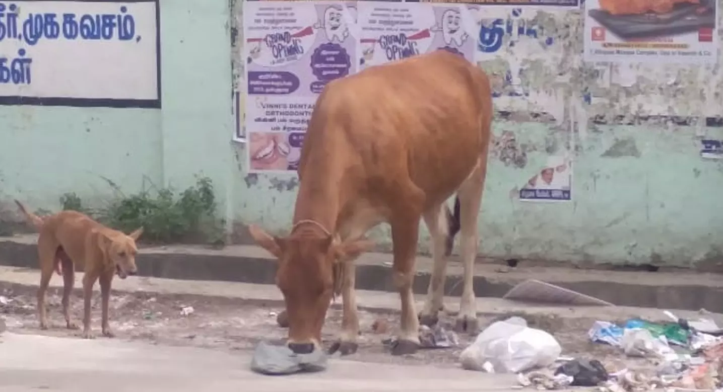 குப்பைகளால் சுகாதார சீர்கேடு குப்பைகளால் சுகாதார சீர்கேடு