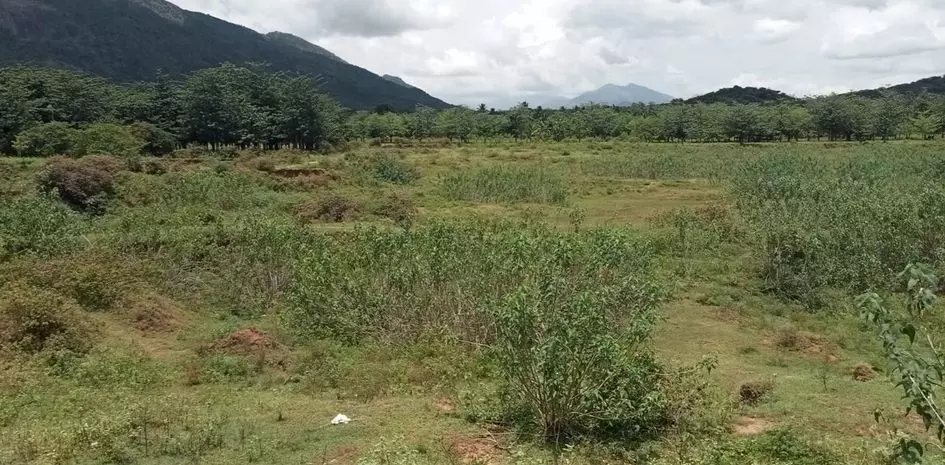 கண்மாய் தூர்வாரப்படுமா? கண்மாய் தூர்வாரப்படுமா?